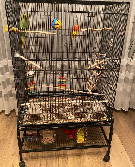 Vând papagal Micul Alexandru + accesorii (colivie, stand, jucării)