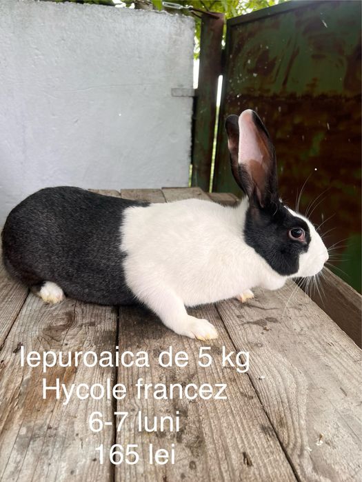 Iepuri rase diferite