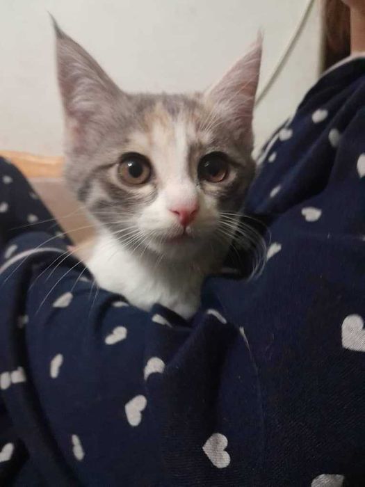 Бесплатно котята