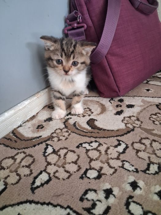 Котята шотландский веслоухие