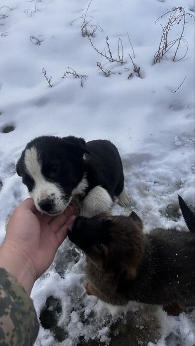 2 күшік бар қарасы еркек қоңыры ұрғашы