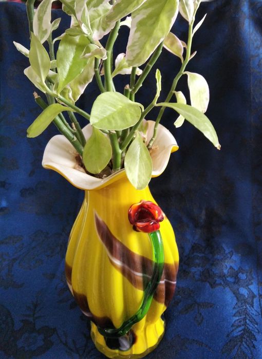 Комнатные цветы,педилантус, сансевьера