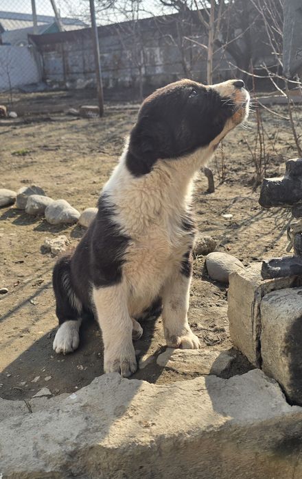 Щенки САО хороших кровей