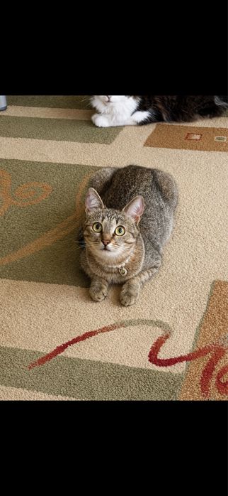 Кошка только ответственным