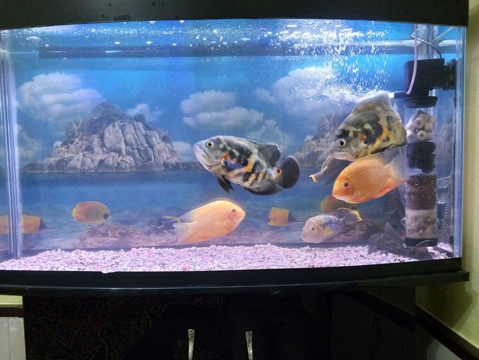 Баликлар сотилади