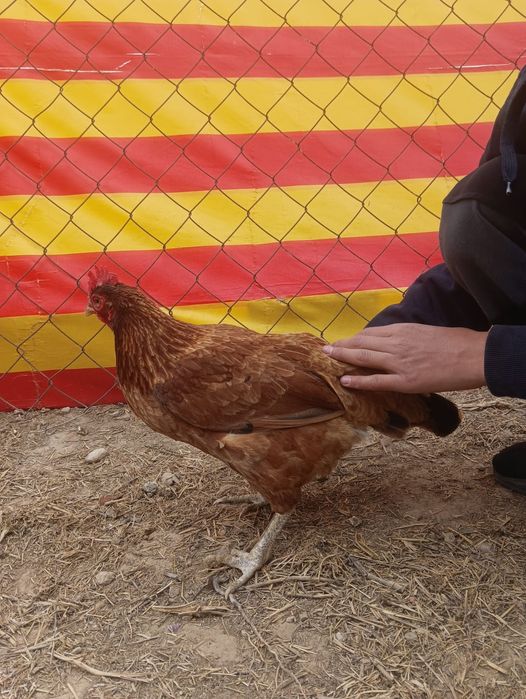 Тауықтар мен қораздар