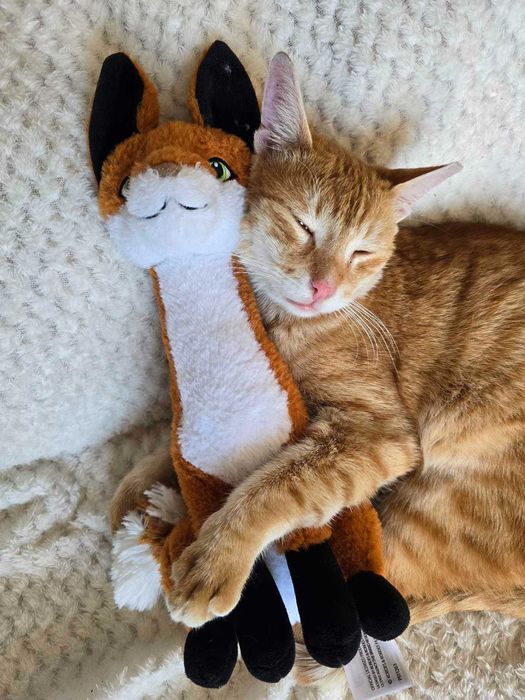 Коте Лъчко отново търси дом