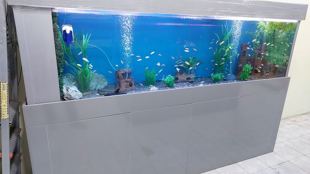 Аквариумы. Аквариумные рыбки любых вид. Аксессуары для аквариума..