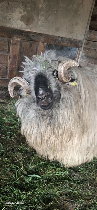 Berbec de vazare, vârsta 3 ani