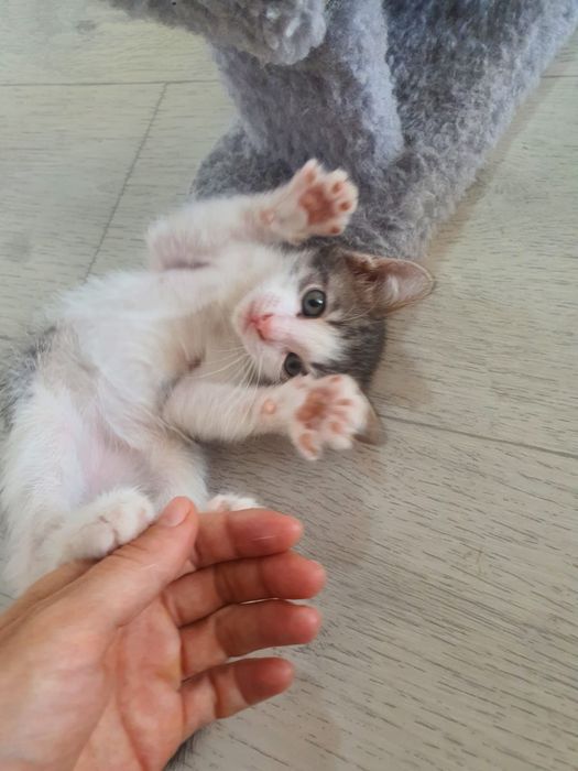 Отдам котят в добрые руки