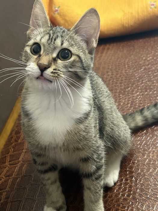 Мальчик ищет хозяев