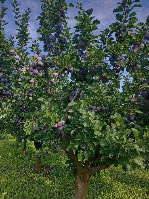 Prune de vanzare