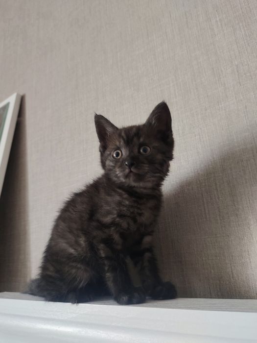 Котенок в добрые руки