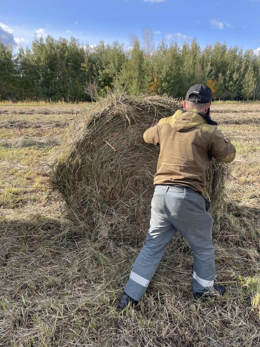 Продам сено луговое