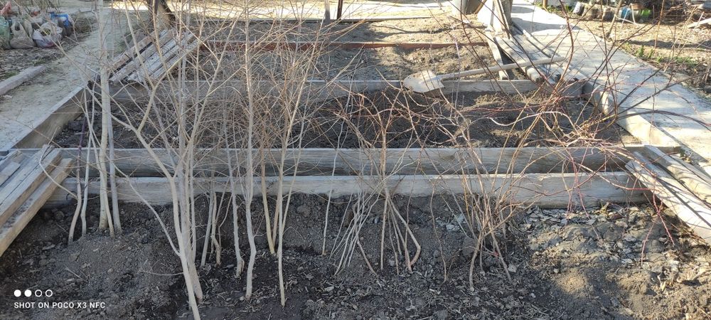 Продаю саженцы деревьев