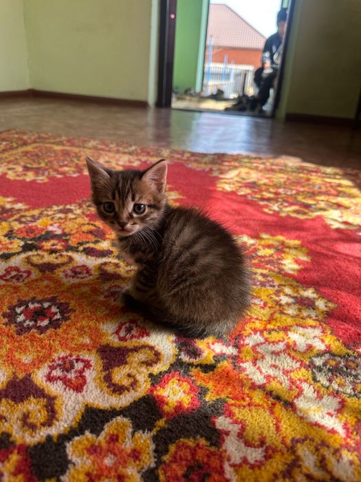 3 котенка, британцы