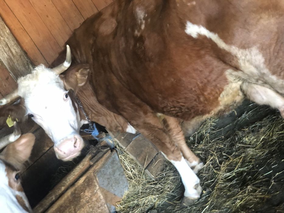 Vând vacca gestanta ân 5 luni cu 15 kg lapte