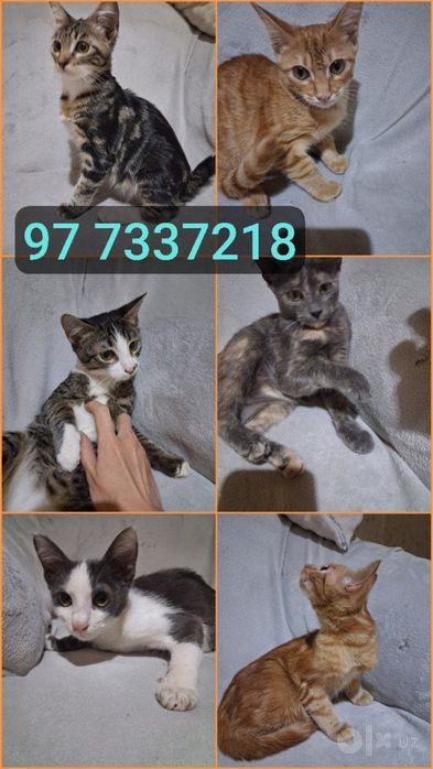 Котятам нужны семьи!