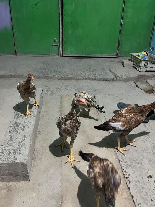 На продажу бойцовые цыплята