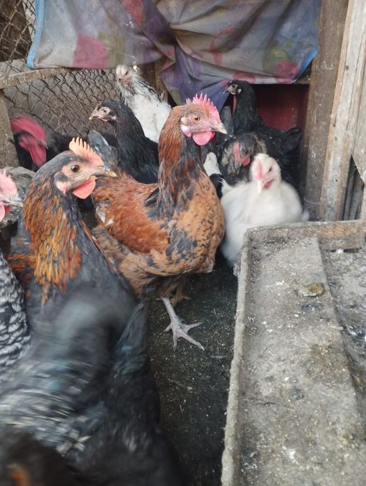 Продаётся молодие петухи