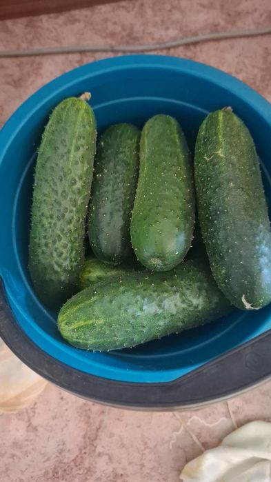 Огурцы дачные, крупные и для засолки