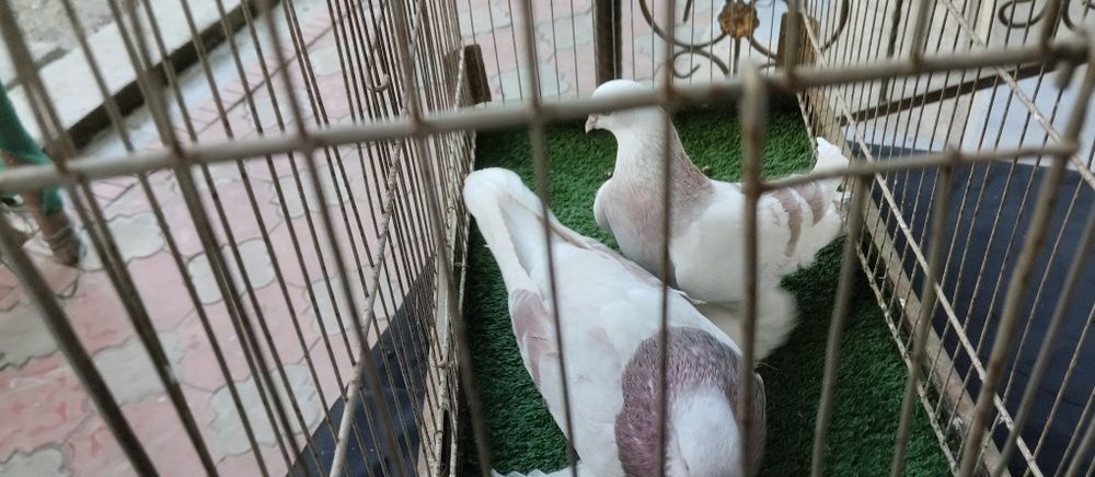 Сирен пара голуб голуби кабтар