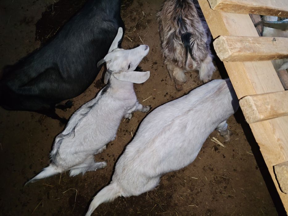 Продам козлов и козу срочно
