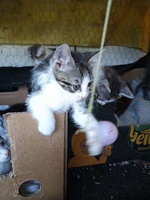 Donez pui de pisică