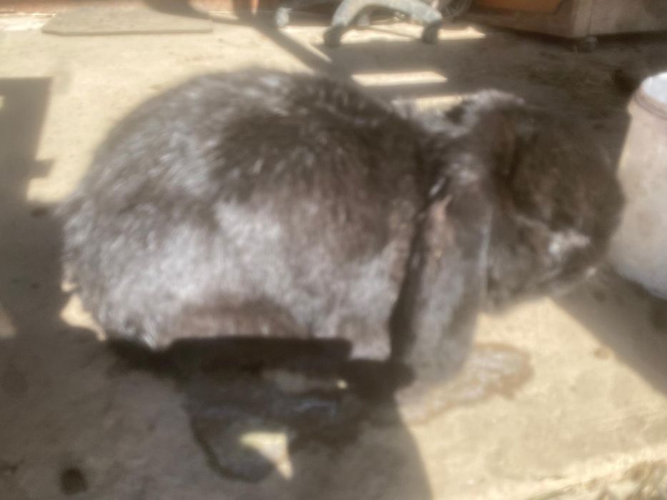 Vand iepuri metis urias de transilvania cu berbec german