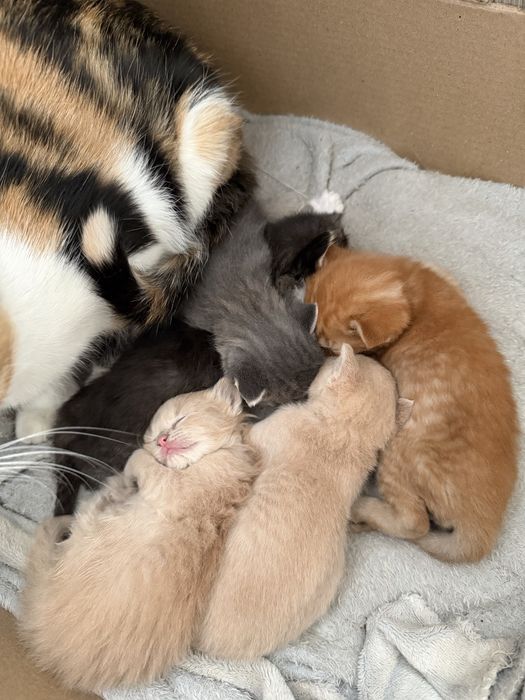 Отдам котят бесплатно