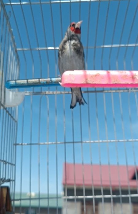 Savala sotiladi sayroda