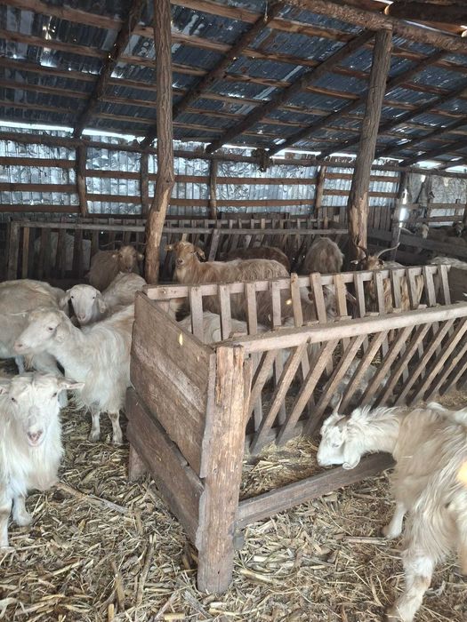 Vand 24 de capre romanesti