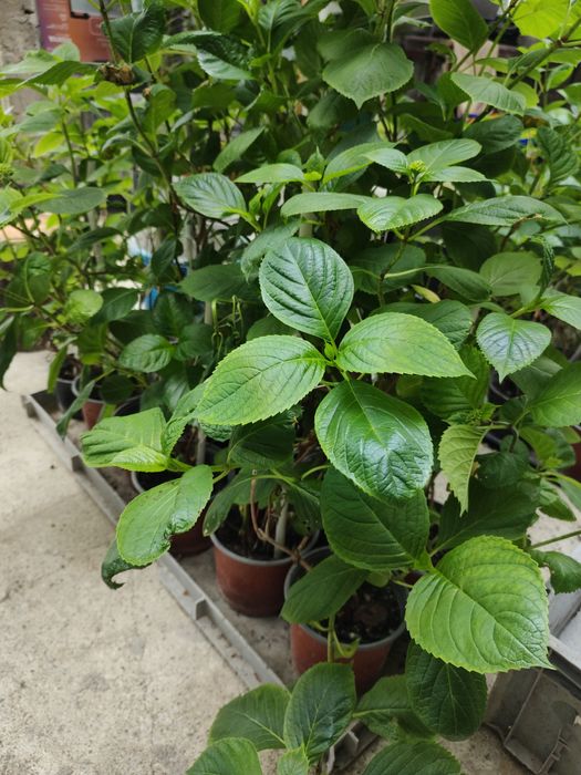 Hortensie de vânzare