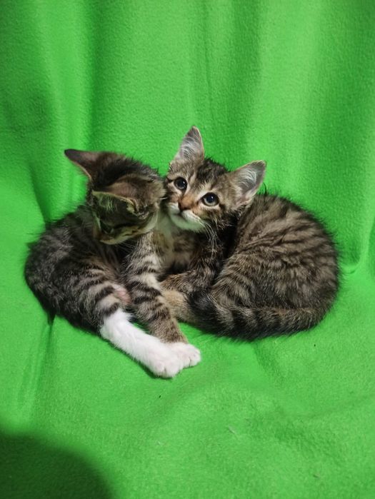 Подарю двух котят,им 1,5мес,девочки