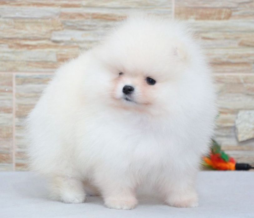 Fetita pomeranian mini/toy!
