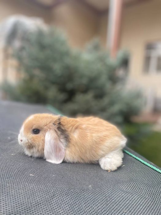 Karlik baran sotiladi hamasi chiroyli sog’lom quyonchala