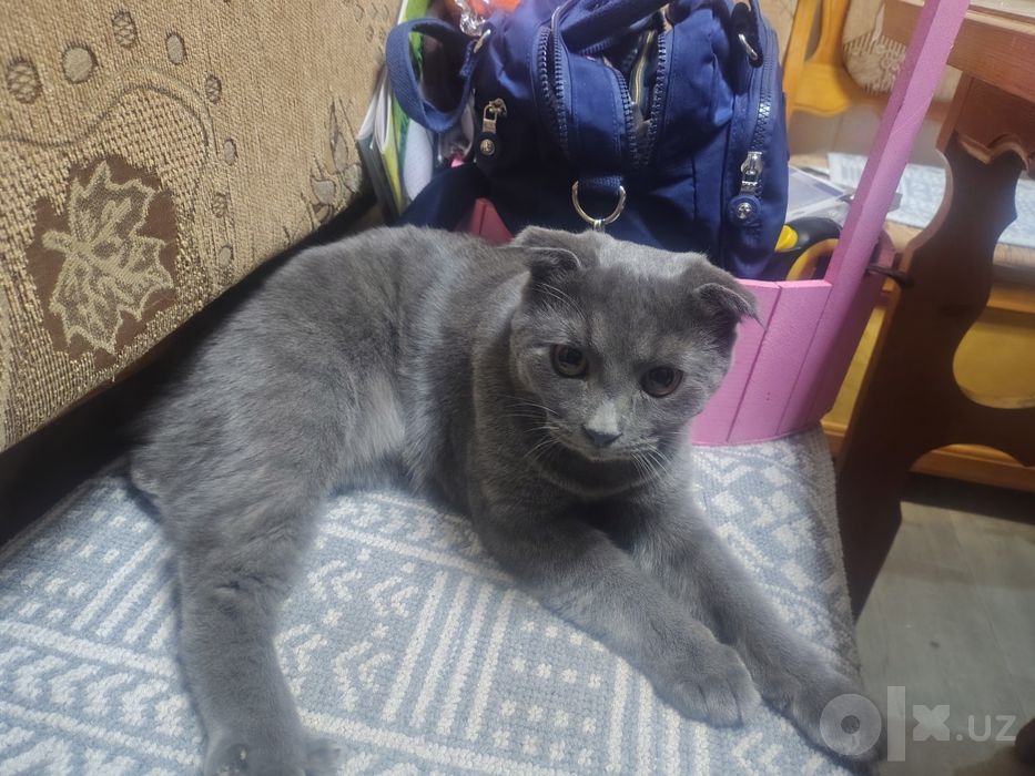Нашли кота, найден кот