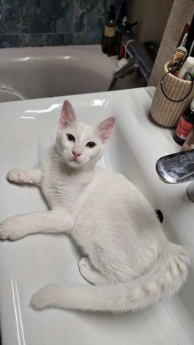Adoptie pui pisica