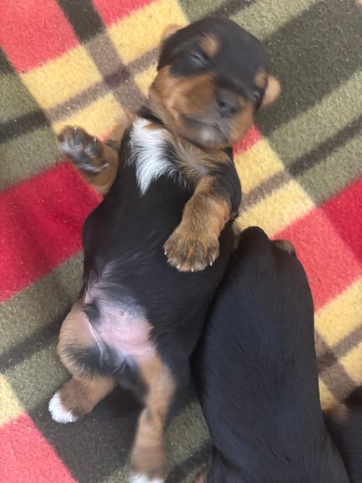 Продам щенков йоркширский терьер