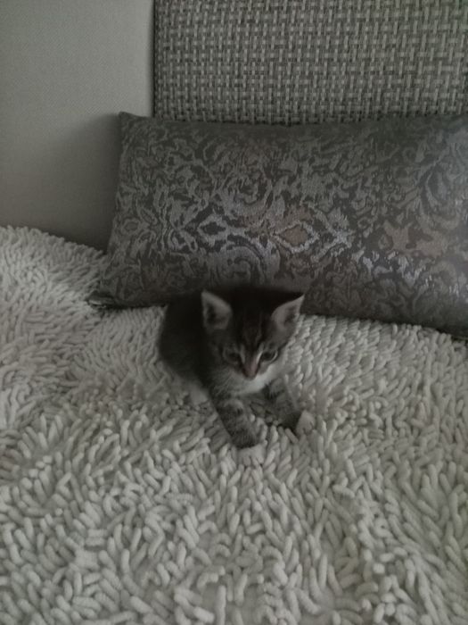 Животное котенок мальчик