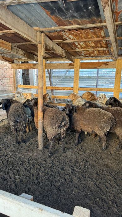 Кой сатам , продам баран