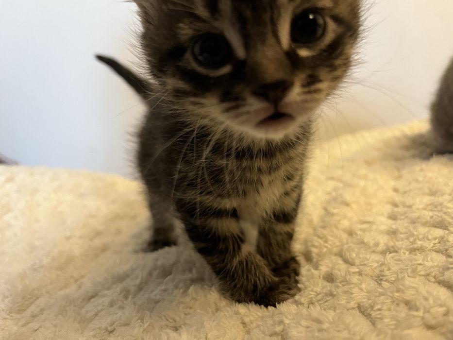 Котята породистые