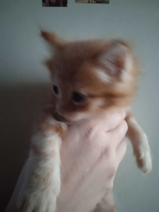 Котята турецкой ангоры, рыжие, мальчики 40 дней.