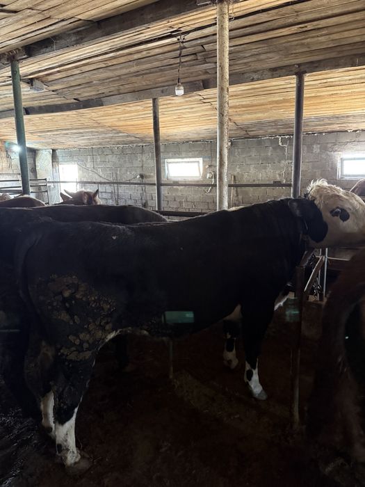 Продам 15 быков с откорма