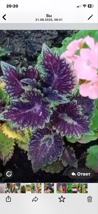 Колеусы сортовые вегетативные