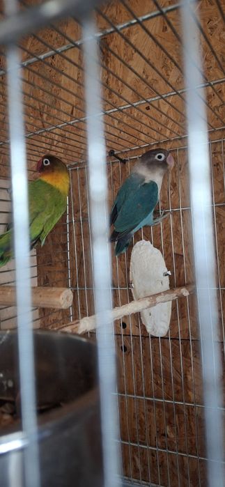 4 perechi de agapornis