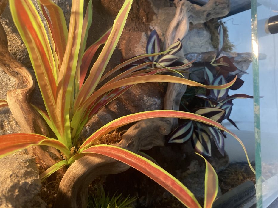 Терариум для рептилий