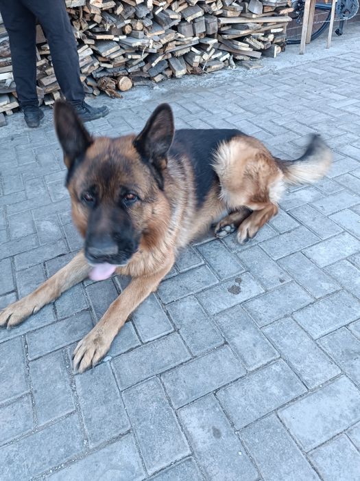 Ищем сучку немецкой овчарки для кабеля