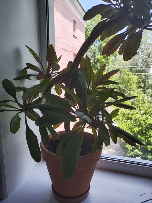 Продаю дерево молочай .