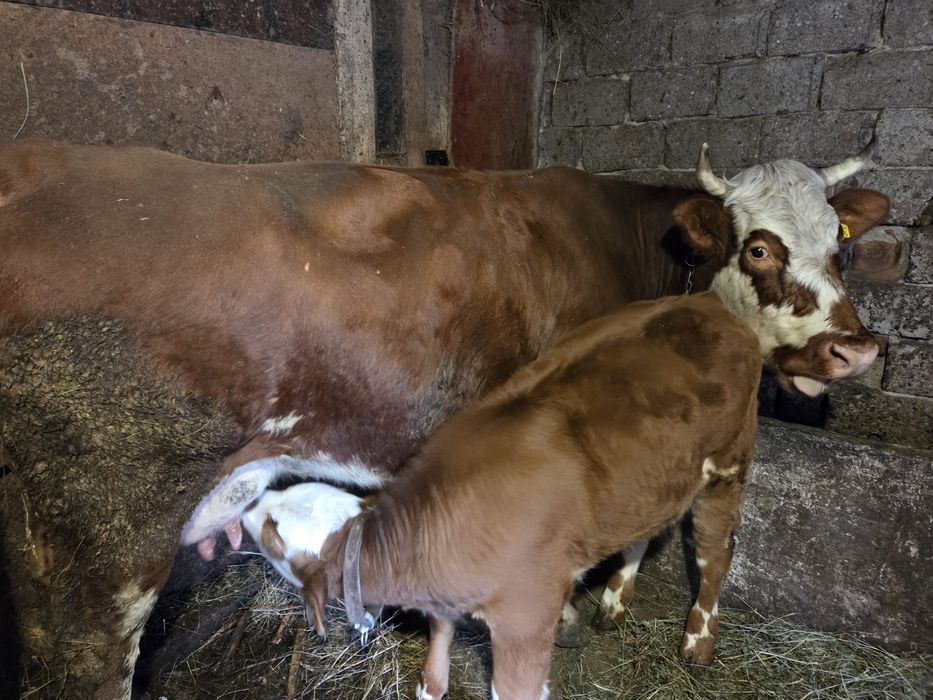 Vând vaca si vițel